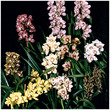 Tuckers Orchid Nursery