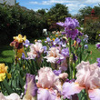 Meadowland Irises